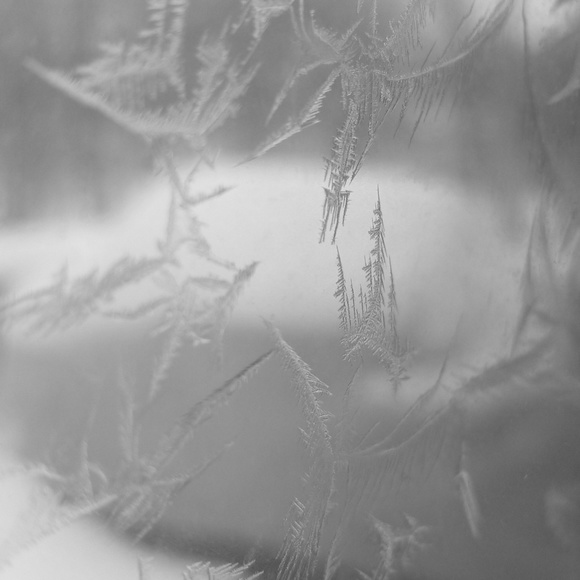 Meet your Posher, Mylee - Picture 1 of 1